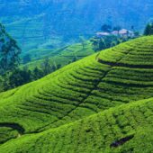 tea-plantation-nuwaraeliya-sri-lanka-1224x765