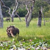 yala-national-park-sri-lanka-scenery-elephant